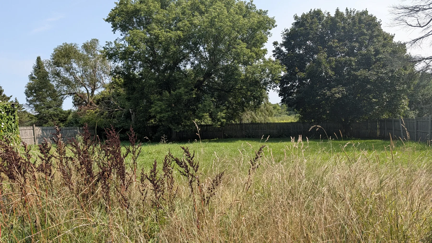 Neglected backyard grass